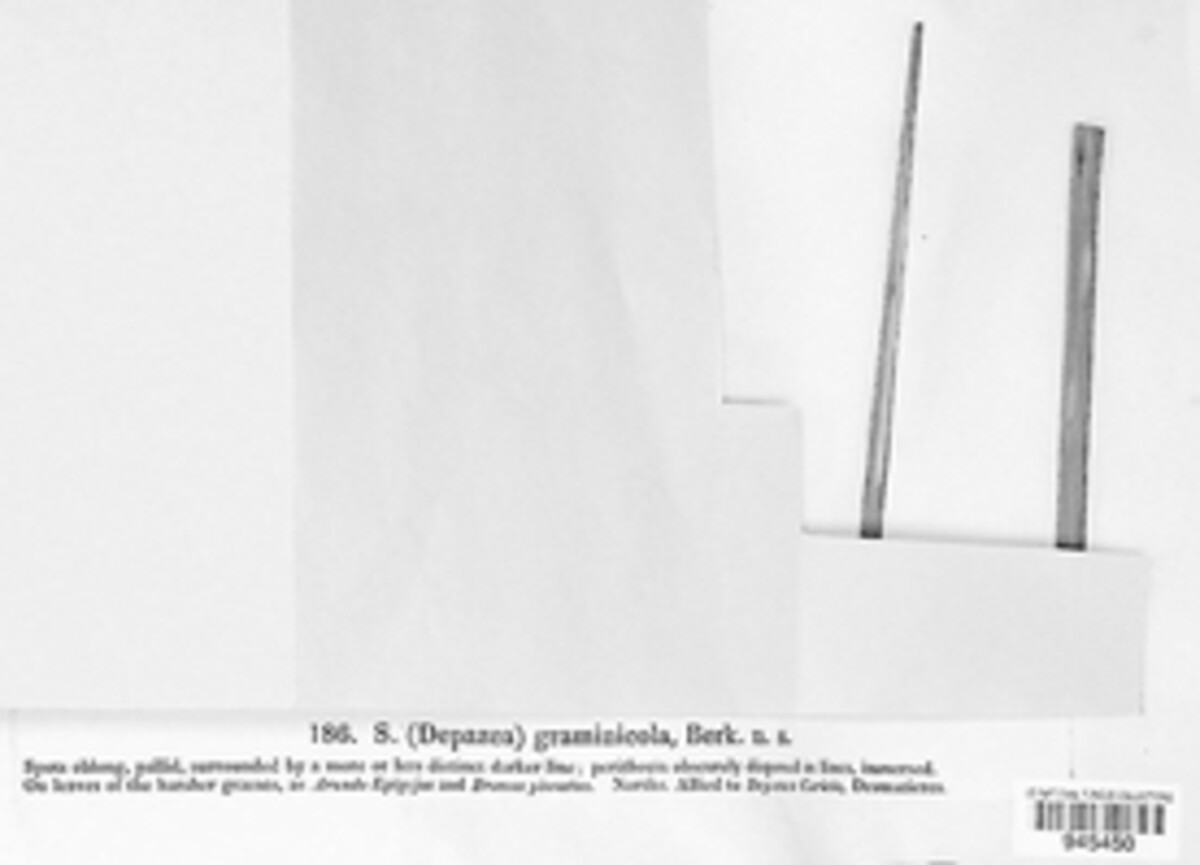 Sphaeria graminicola image